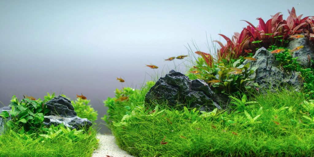 Low-Growing Aquarium Plants
