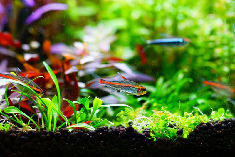 Reviving Dying Aquarium Plants - 5 Proven Tips