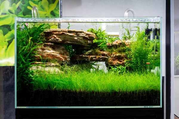 Dusty Aquarium Plants - Reasons and Solutions Explained