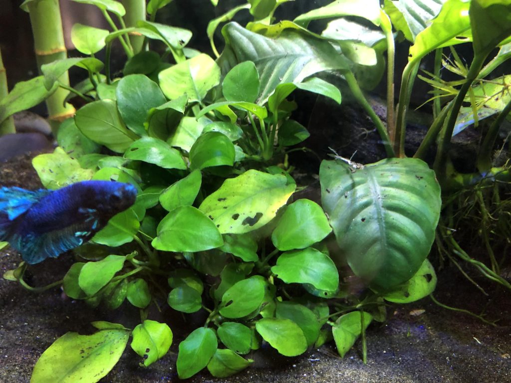 Holes in Aquarium Plants - Reasons Explained and How to Fix