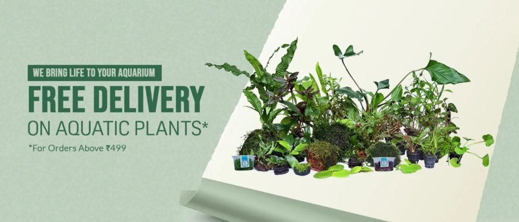 Buy Aquarium Plants Online