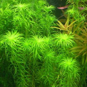 Aquatic Plants 