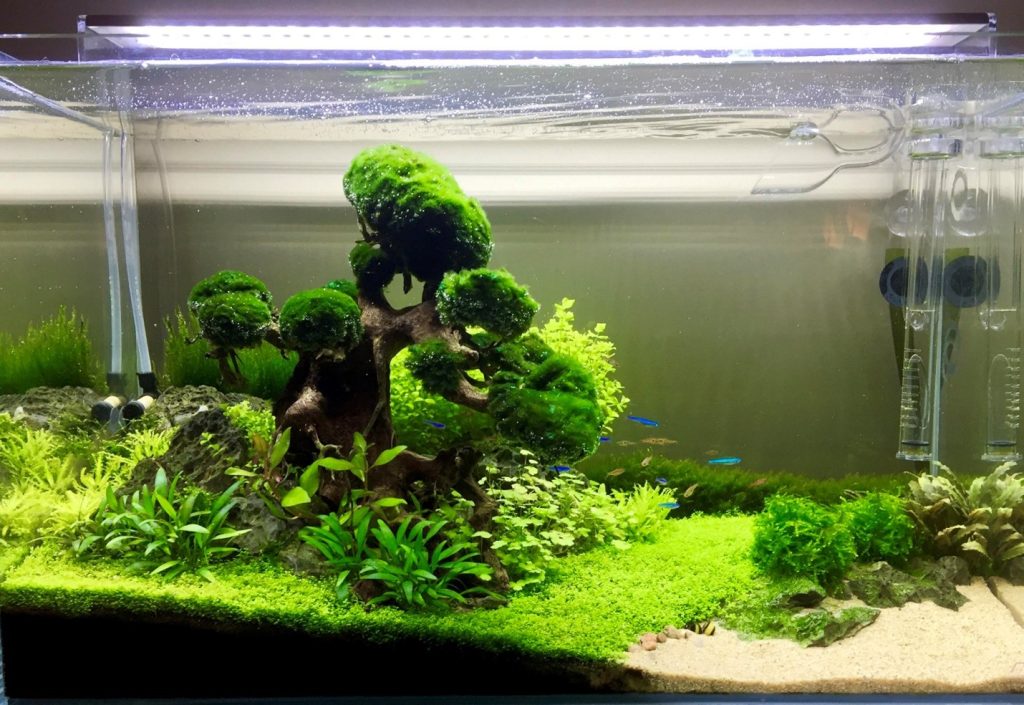 Floating Aquarium Plants