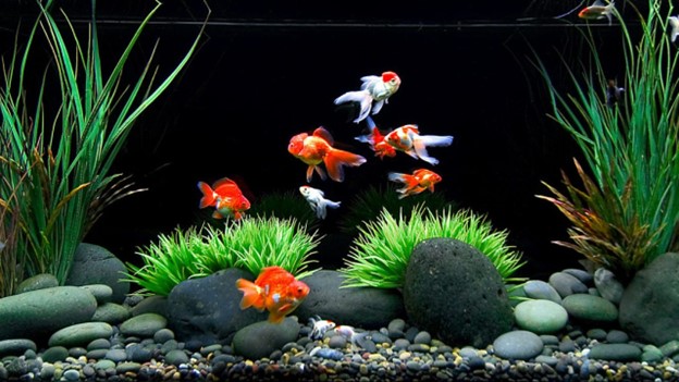 Buy Aquarium Plants Online in India