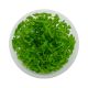 Bacopa monnieri - Tissue culture cup