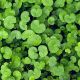 Brazilian pennywort