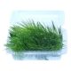 Ceratophyllum demersum 'Foxtail'