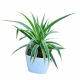 Chlorophytum (Spider Plant)