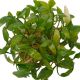 Cryptocoryne Pygmy - Tissue culture cup