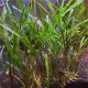 Cryptocoryne Spiralis