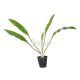Cryptocoryne spiralis “broad leaf”
