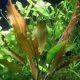 Echinodorus Rose