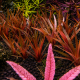 Eriocaulon quinquangulare - Tissue culture cup