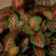Fittonia albivenis Red