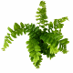 Golden Fern