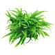 Java Fern Philippine - Rock