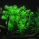 Limnophila Aromatica Green
