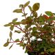 Ludwigia palustris - Tissue culture Aquatic Plant