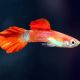 Partly Red Guppy
