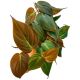 Philodendron Micans (Velvet Leaf Philodendron)