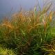 Potamogeton Octandrus - Red