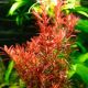 Rotala rotundifolia 'Blood Red'