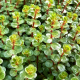 Rotala macrandra 'Pink'