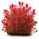 Rotala macrandra 'Variegated' - Tissue culture Aquatic Plant