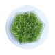 Rotala Rotundifolia Pink - Tissue Culture Aquarium Plant