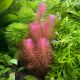 Rotala Wallichi Red - Tissue culture Aquatic Plant