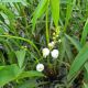 Sagittaria sagittifolia 'Flore Pleno'