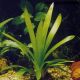 Sagittaria sp giant