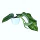 Satin Pothos Argyraeus