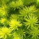 Sedum Angelina (Golden)