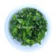 Staurogyne repens - Tissue culture Aquatic Plant