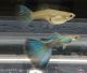 Thailand blue guppy
