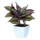 Tradescantia(Wandering Jew - Purple)