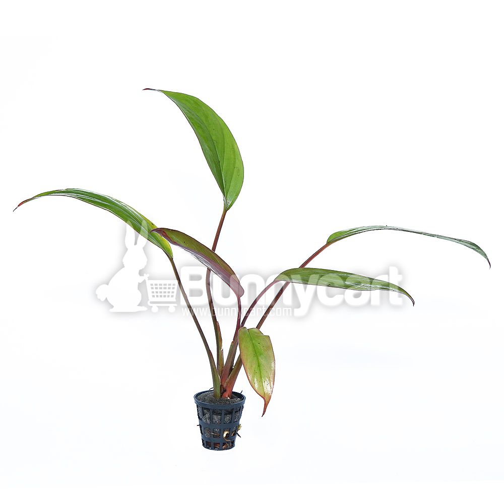Aglaonema Simplex　Java Indonesia Aglaonema simplex variegated – Aroid Market