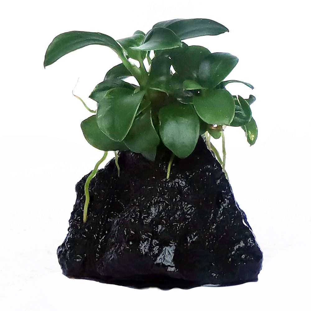athena plants Guzmania Athena — Ecuagenera Orquídeas del Ecuador main image 0