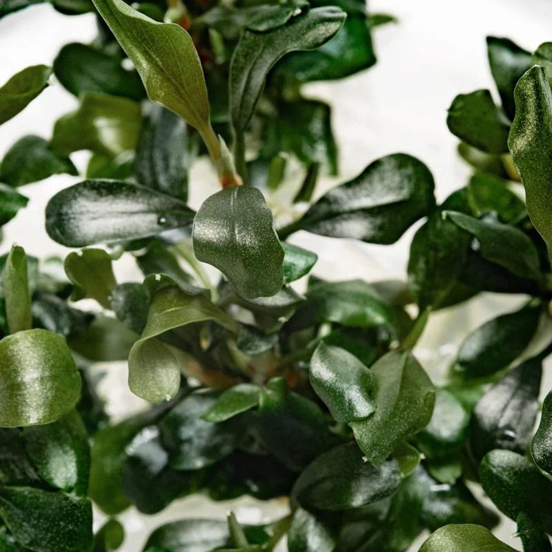 水草 Bucephalandra sp. Variegata 2 Clum 水草 Bucephalandra sp