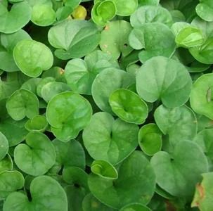 Centella asiatica - for sale online