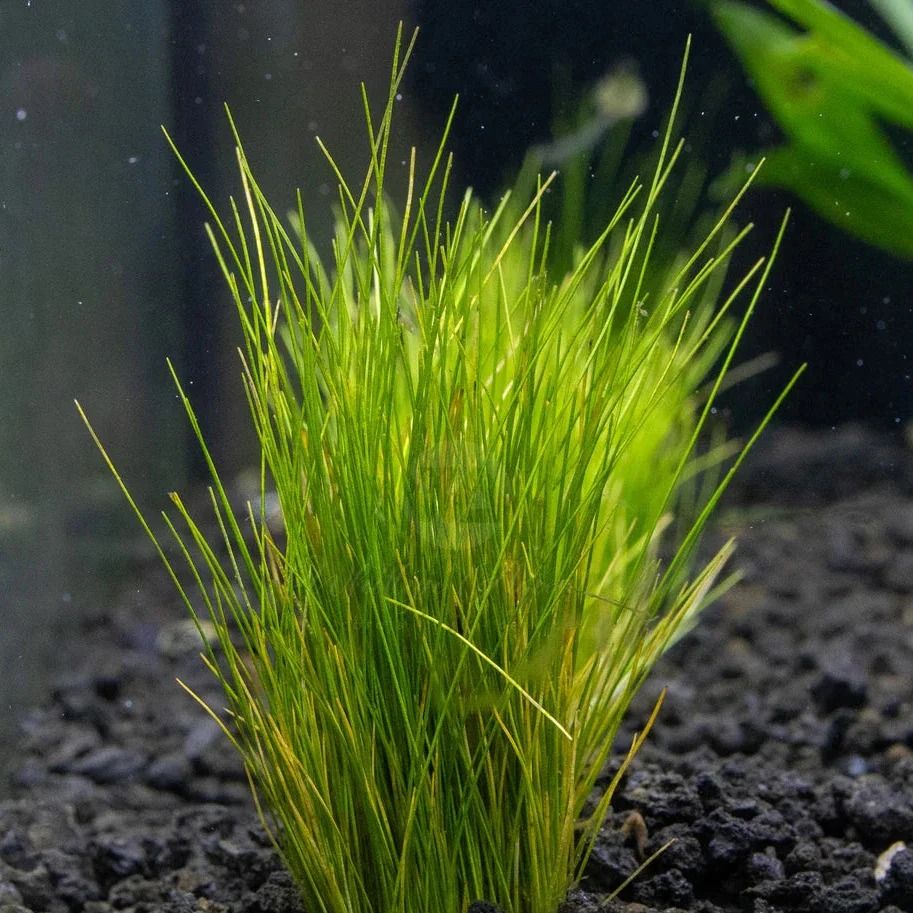 Dwarf Hairgrass (Eleocharis parvula) - Aquarium plant online | Bunnycart