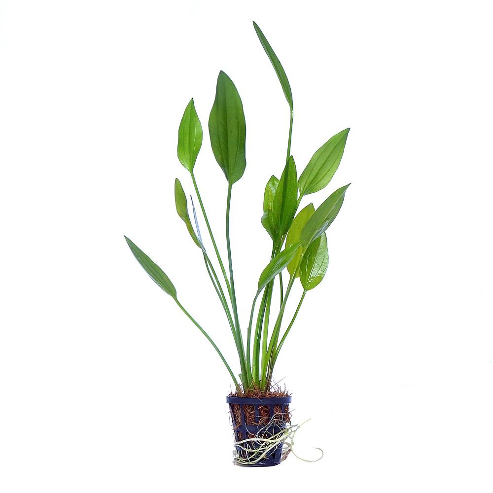 Echinodorus Muricatus Green - Buy Online | Bunnycart