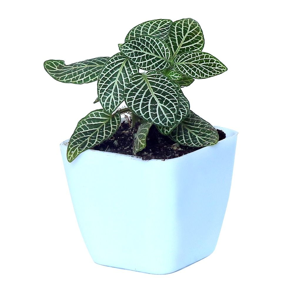 Fittonia albivenis