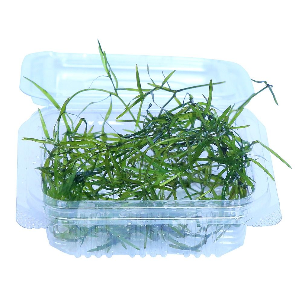 Buy Guppy Grass online