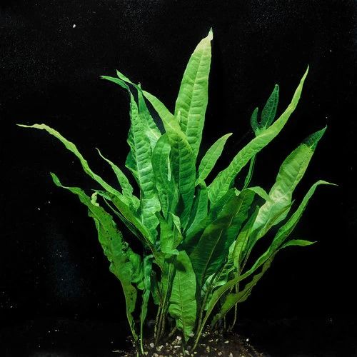 Buy Java Fern (Microsorum Pteropus) online