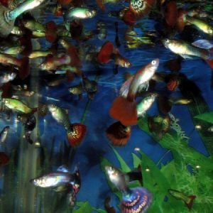 Mixed Guppies Male Buy online Bunnycart