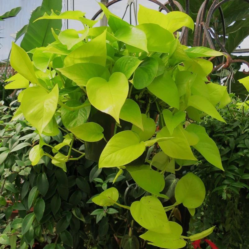 Money Plant - Buy at best price online | Bunnycart