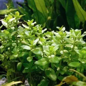 Bacopa caroliniana