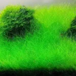 Elocharis parvula “Japanese”(Mini hair grass)
